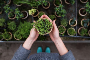 you need professional planting services
