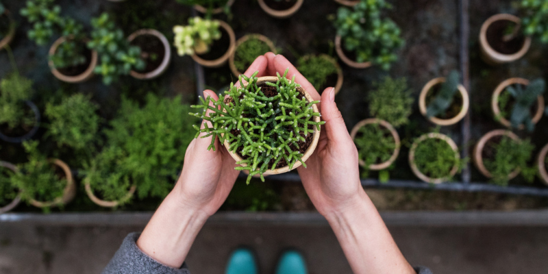 you need professional planting services