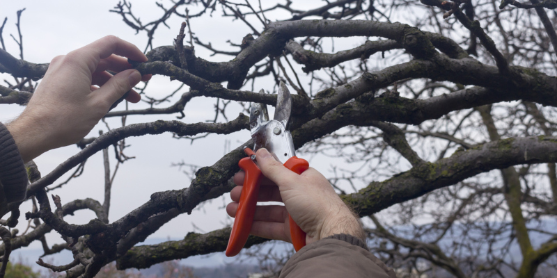 Tree pruning helps to keep your trees healthy
