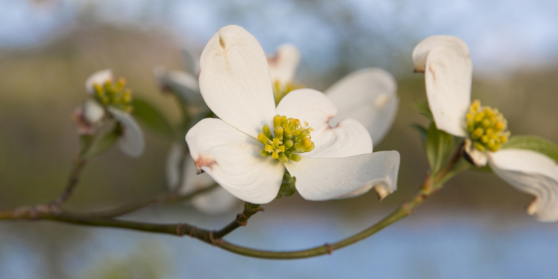 landscaping companies should pay attention to what the customer wants